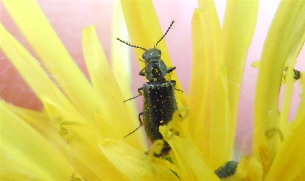 Dasytes sp.?